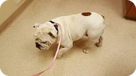 Meatball2.webp