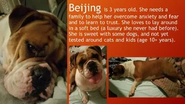 Beijing.webp