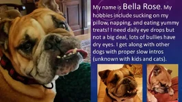Bella Rose.webp