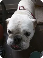 Lulu1.webp