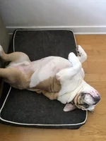 erniewild.webp
