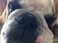 nose.webp nose.webp