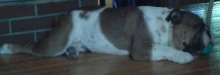 Fezz sleeping.jpg Fezz sleeping.jpg