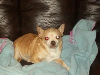 100_0911.webp