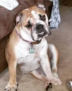 Biscuit - what mom.webp