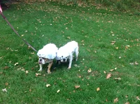 image.webp