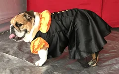 Kutya Halloween.webp