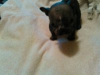 hairless puppy.jpg hairless puppy.jpg