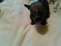 hairless puppy.webp