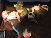 Puppies 3.webp