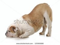 stock-photo-dog-bowing-english-bulldog-with-head-down-and-bum-up-isolated-on-white-background-12.jpg stock-photo-dog-bowing-english-bulldog-with-head-down-and-bum-up-isolated-on-white-background-12.jpg