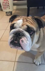 dooley eye 3.webp