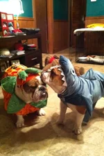 Halloween Bullys.webp
