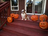 Borispumpkins.webp