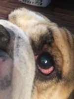 dooley eye 2.webp