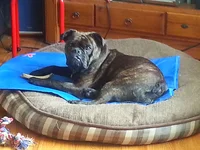 Cooling off on my mat.webp
