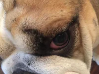 dooley eye.webp