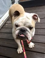 burly.webp