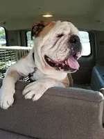rocko.webp
