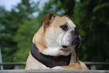 pete.webp