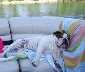 Enzo chillin on boat.webp