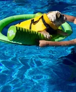 nickswim.webp
