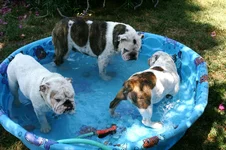 pool time.webp