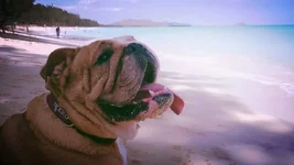 B at the Beach.webp