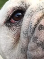Opie Eye.webp Opie Eye.webp