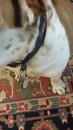 Monty Collar.webp