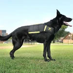 xdog4_1024x1024@2x.webp