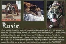rosie.webp rosie.webp