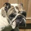 roxie3.webp