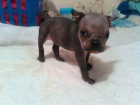 Hairless.webp