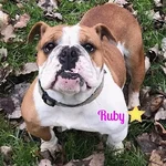 ruby.webp ruby.webp