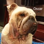 oscar.webp oscar.webp