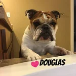 douglas.webp