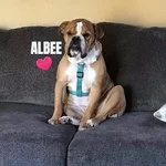 albee.webp albee.webp