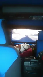 Tail Gunner .webp