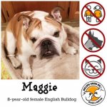 maggie.jpg