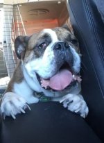 meatball.jpg meatball.jpg