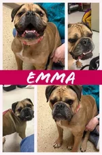 emma.webp