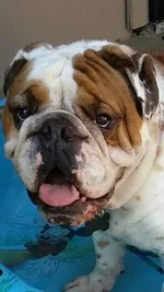 Monty in his pool (2).webp