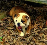 maudeleaves.webp maudeleaves.webp