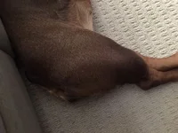 turkey leg 1.webp