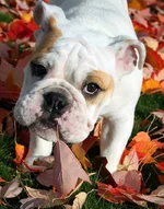 orion playing with leaves sharpen 11_19.webp orion playing with leaves sharpen 11_19.webp
