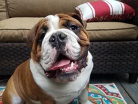 Petey_Butterbean.webp