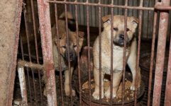 korea-dog-rescue-c_3241218k.jpg