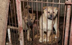 korea-dog-rescue-c_3241218k.webp