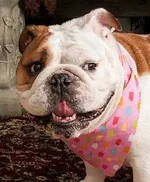DogPix_019-M (2).webp